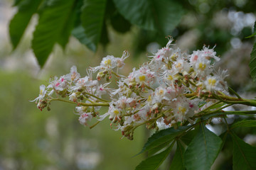 Fragment of a beautiful flower