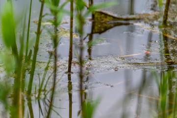 View of a quarry pond with a special focus on plants that are reflected in the water from the shore with overcast skies and calm water in northern Germany