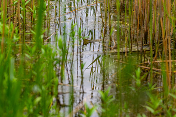 View of the reed bank of quarry ponds from the shore through a lot of reeds with overcast skies and calm water in northern Germany