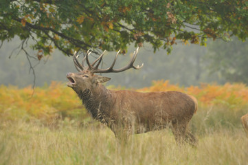 Red deer cervus elaphus in autumn colours