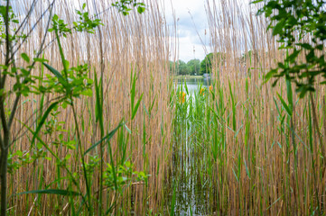Obraz premium View of a quarry pond on which orange markings for swimmers swim from the shore through a lot of reeds with overcast skies and calm water in northern Germany