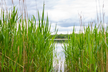 View  of a quarry pond from the shore through a lot of reeds with overcast skies and calm water in northern Germany
