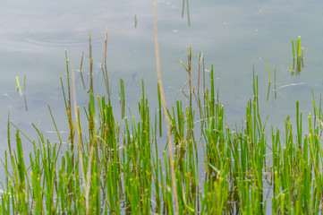 Obraz premium View of a quarry pond with a special focus on plants that are reflected in the water from the shore with overcast skies and calm water in northern Germany