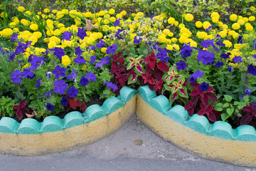 Detail of stone flower bed. Colorful bright flowers: Marigolds, Petunias, Iresine and Coleus