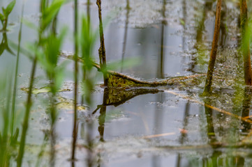 View of a quarry pond with a special focus on plants that are reflected in the water from the shore with overcast skies and calm water in northern Germany