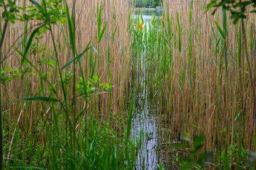 View of a quarry pond on which orange markings for swimmers swim from the shore through a lot of reeds with overcast skies and calm water in northern Germany