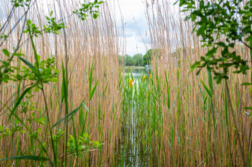 View of a quarry pond on which orange markings for swimmers swim from the shore through a lot of reeds with overcast skies and calm water in northern Germany