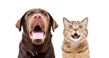 Portrait of a young Labrador and funny cat Scottish Straight, closeup, isolated on a white background