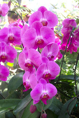 Beautiful gentle flowers of Phalaenopsis orchids in garden