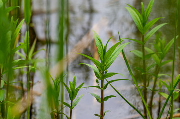 Obraz premium View of the reed bank of quarry ponds with a special focus on a green plant from the bank through a lot of reeds with overcast skies and calm water in northern Germany