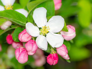 Naklejka na ściany i meble Flowering apple tree with white blossoms