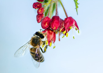 Bee pollinating on a flower blossom
