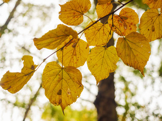 Yellow leafs on a branch in a park, abstract fall background.