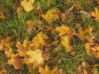 Maple yellow fallen leafs on a green grass, Abstract fall background.