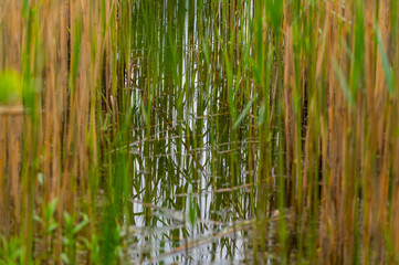 View of the reed bank of quarry ponds from the shore through a lot of reeds with overcast skies and calm water in northern Germany