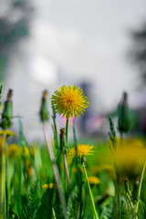 Fototapeta premium Yellow dandelion on a green lawn. Lots of dandelions.