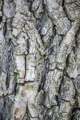fond d'écorce d'un tronc d'arbre en gros plan
