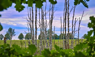Krajobraz bagienny brzozy niebo © Piotr