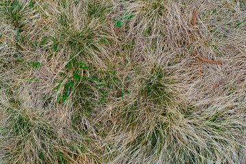 yellow grass