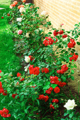Blooming bush of red roses.