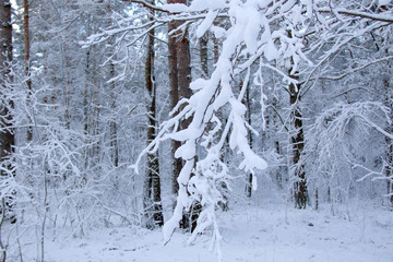 tree branch covered in snow