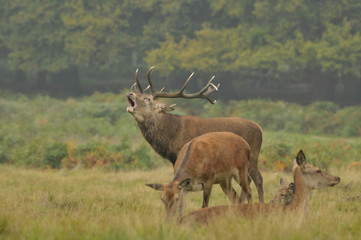 Red deer cervus elaphus in autumn colours
