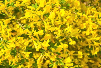 Carpet of bright yellow spring forest flowers