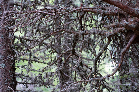 Branching