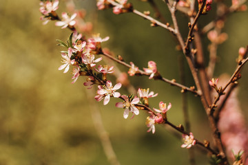 Hello spring concept, branch of blooming almond.