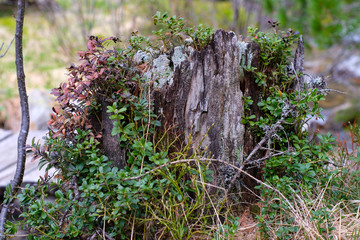 rotten trunk