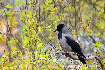 A young gray raven is sitting on a branch among the foliage.