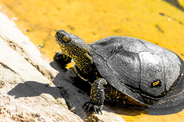 European marsh turtle in a swamp close-up. Reptiles.