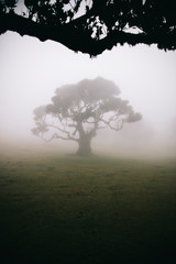 Fototapeta na wymiar Mystical Fanal laurisilva forest at Madeira island, Portugal