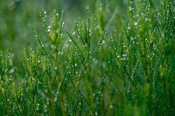 Grass with dew drops, close up.