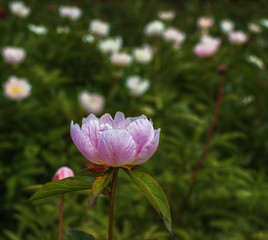 Peony (Paeonia) - is the only genus of plants in the Pivonia family (Paeoniaceae). Perennial grasses (most species), as well as bushes or brewers.