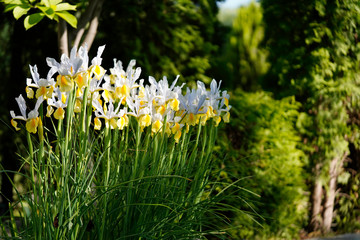 Bunch of Iris flowers in a garden. 