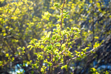 fresh green foliage lit by sun in city park on sunny spring day (focus on leaves on foreground)