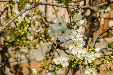 Young white flowers of the White Plum plant 