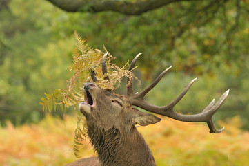 Red deer cervus elaphus in autumn colours