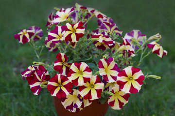 Gazelle flower ; Pelargonium domesticum
