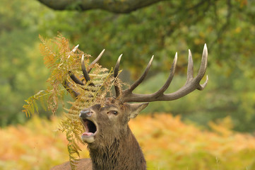 Red deer cervus elaphus in autumn colours