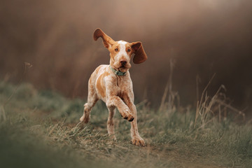 funny bracco italiano puppy running outdoors
