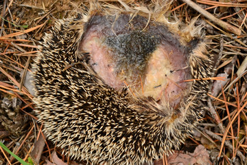 The skin of a hedgehog. A hedgehog crushed by a hoof. Accident. © Оксана Артюхова