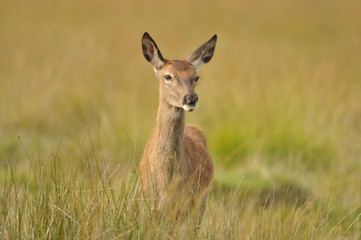 Red deer cervus elaphus in autumn colours