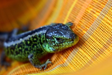 Jaszczurka zwinka.  © ARTUR