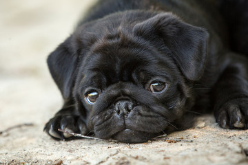 Obraz premium Cute Black pug puppy 
