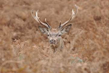 Red deer cervus elaphus in autumn colours