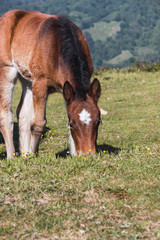 A colt is a little horse feeding itself in a meadow of the countryside at the north of Spain (asturias)q