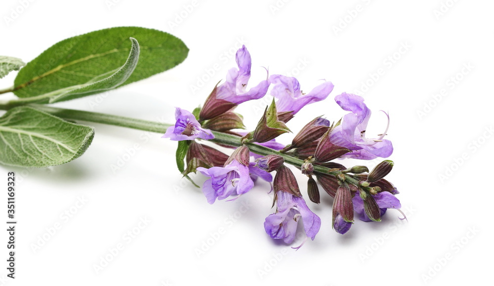 Wall mural mealy purple sage flowers blooming with leaves, salvia farinacea, blue salvia isolated on white back