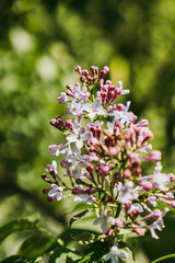 blooming lilac flowers on a bush